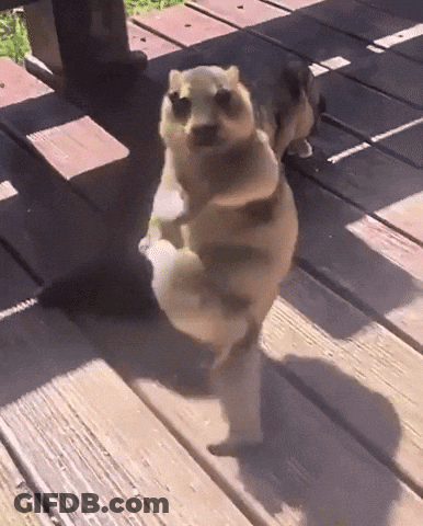 Squirrel On Hind Legs On Wood Deck GIF