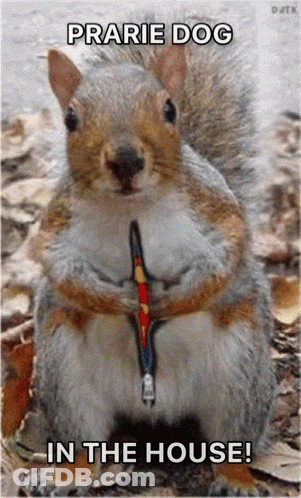 Squirrel On Leash Prairie Dog In The House GIF