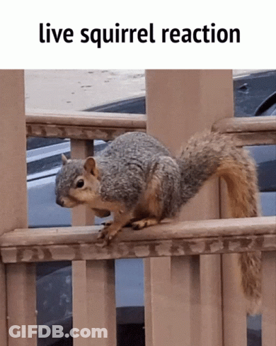 Squirrel On Railing Live Squirrel Reaction GIF