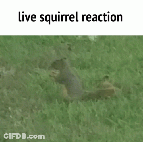 Squirrel Playing Guitar And Cheerleader With Pom Poms GIF