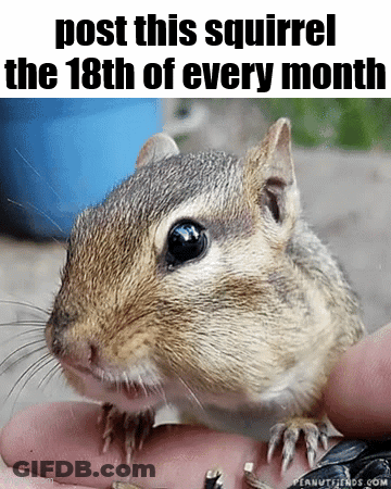 Squirrel Post This Squirrel 18Th Of Every Month GIF