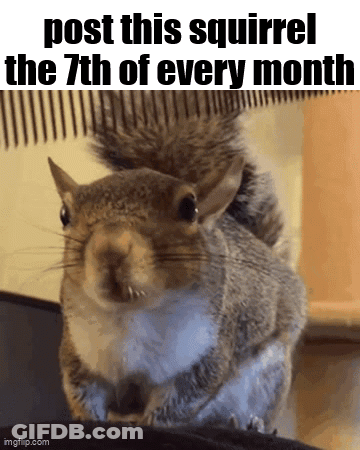 Squirrel Post This Squirrel The 7Th Of Every Month GIF