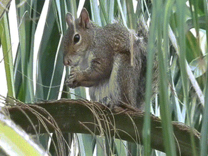 Squirrel Rodent Animal Eating GIF