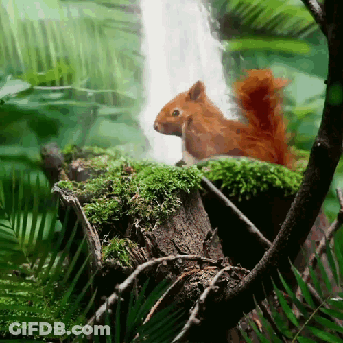 Squirrel Rodent GIF
