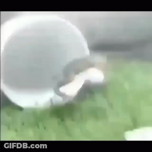 Squirrel Rolling In Grass With White Ball GIF