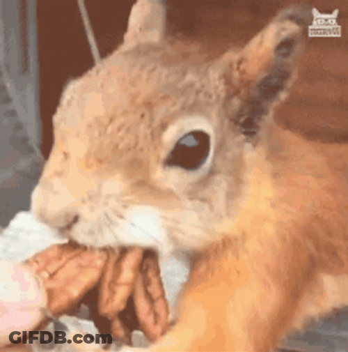 Squirrel's Mouth Full Of Nuts GIF