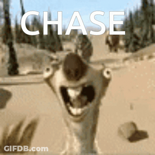 Squirrel Saying Chase GIF