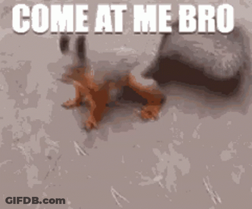 Squirrel Saying Come At Me Bro GIF