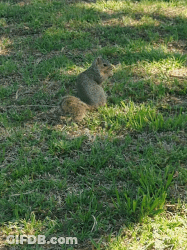 Squirrel Sitting In Grass Looking At Camera GIF