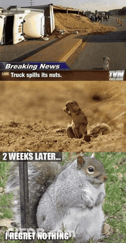 Squirrel Sitting Next To Breaking News GIF