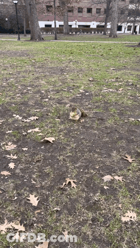 Squirrel Sitting On Ground In Park With Leaves GIF