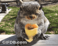 Squirrel Sitting On Ledge Eating Food Cone GIF