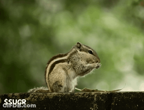 Squirrel Sitting On Ledge With Green Background $ Sugr GIF