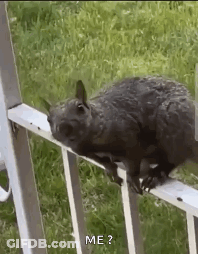 Squirrel Sitting On Metal Railing GIF