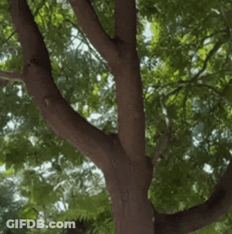 Squirrel Sitting On Tree Branch Eating Nuts GIF