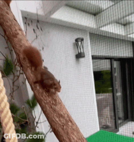 Squirrel Sitting On Tree Branch In Front Of House GIF