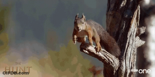 Squirrel Sitting On Tree Branch Saying Hunt GIF