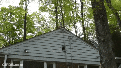 Squirrel Sitting On White House GIF