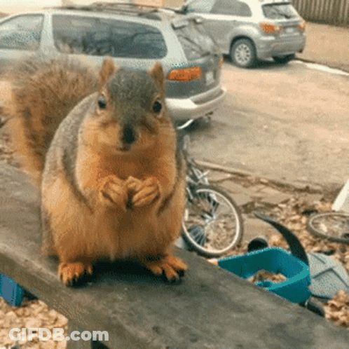 Squirrel Sitting On Wooden Railing With Cars GIF