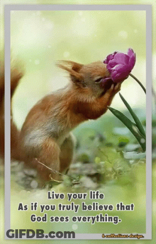 Squirrel Smelling Flower Quote About God GIF