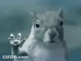 Squirrel Standing At Glass Door Waving GIF