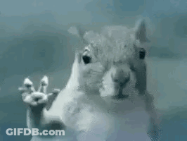 Squirrel Standing At Glass Door With Paws Up GIF