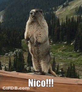 Squirrel Standing In Front Of Group Saying Material Squirrel GIF