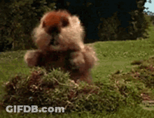 Squirrel Standing In Grass Eating GIF