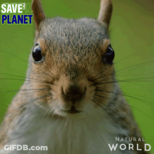 Squirrel Standing In Grass Saying Save The Planet Natural World GIF