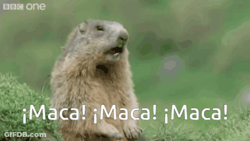 Squirrel Standing In Grass Says Maca GIF