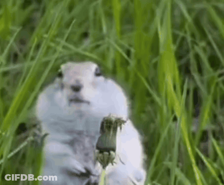 Squirrel Standing In Grass With Dandelion GIF