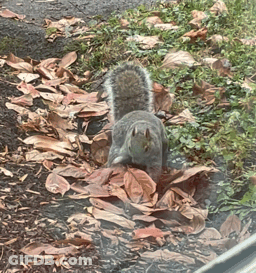 Squirrel Standing In Leaves GIF