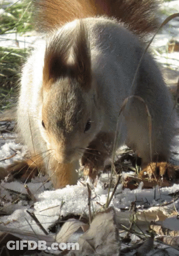 Squirrel Standing In Snow Looking At Something GIF