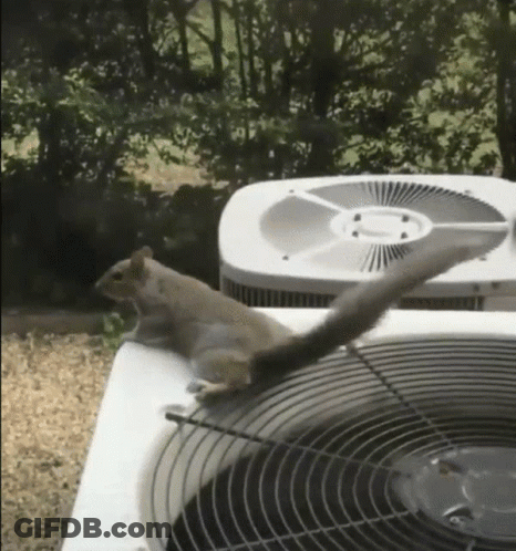 Squirrel Standing On Air Conditioner With Tail Hanging Over GIF