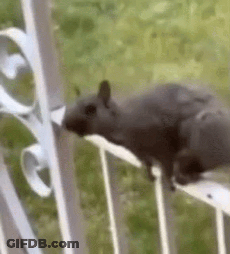 Squirrel Standing On Balcony Railing GIF