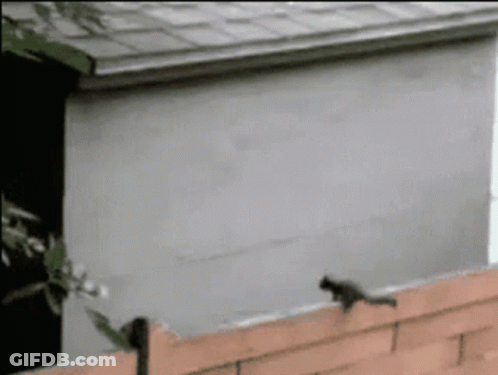 Squirrel Standing On Brick Wall Next To Building GIF