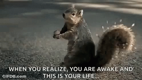 Squirrel Standing On Hind Legs Holding Nut GIF