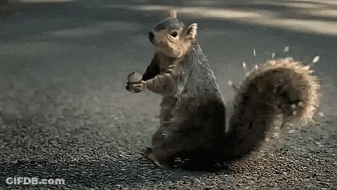 Squirrel Standing On Hind Legs Holding Nut GIF