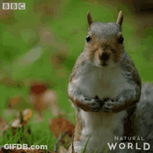 Squirrel Standing On Hind Legs In Grass GIF