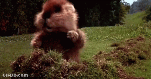 Squirrel Standing On Hind Legs In Grass GIF