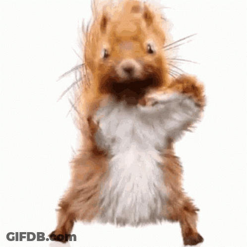Squirrel Standing On Hind Legs Looking At Camera GIF