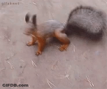 Squirrel Standing On Hind Legs On Dirt GIF