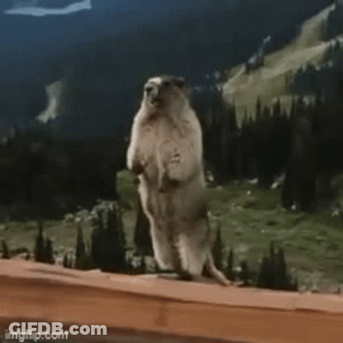 Squirrel Standing On Hind Legs Saying Pweeeep GIF