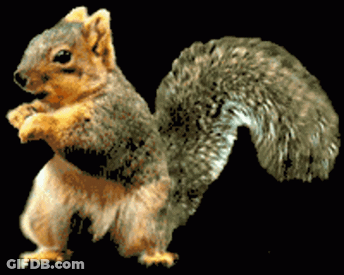 Squirrel Standing On Hind Legs GIF