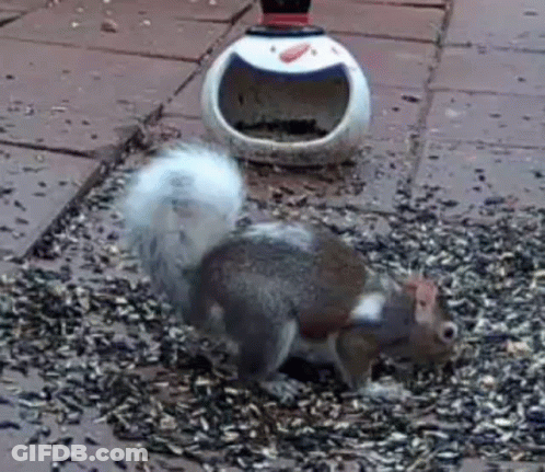 Squirrel Standing On Pile Of Seeds Next To Bird Feeder GIF