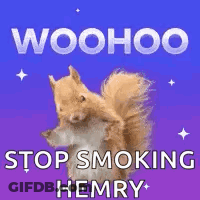 Squirrel Standing On Purple Background Woohoo Stop Smoking Henry GIF