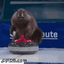 Squirrel Standing On Red Curling Stone GIF
