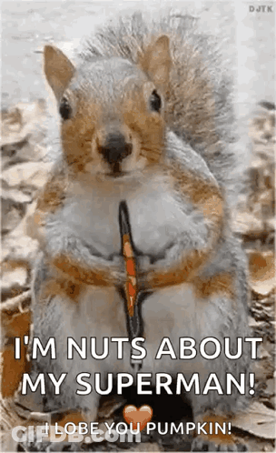 Squirrel Super GIF