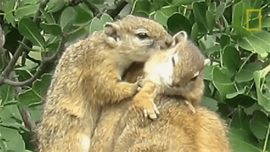 Squirrel Sweet Snuggle GIF