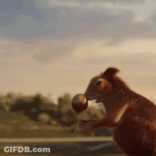 Squirrel Tried Catching Acorn GIF